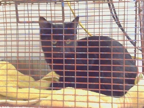 A930294 - Domestic Short Hair available for adoption