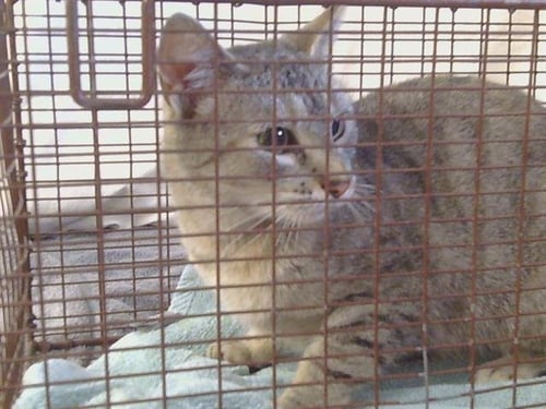 A915333 - Domestic Short Hair for adoption in Elk Grove