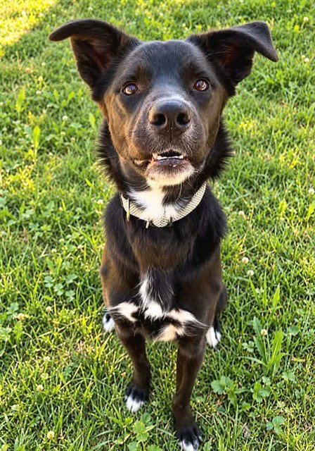 BELLA - German Shepherd Dog available for adoption