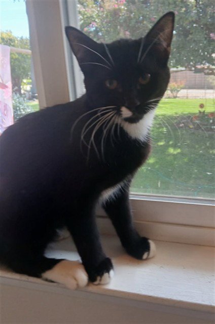 A926753 - Domestic Short Hair available for adoption
