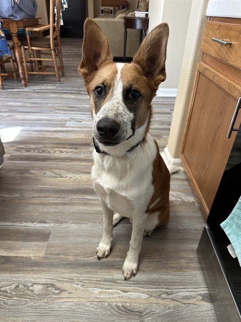 RADLEY - Australian Cattle Dog/Blue Heeler / German Shepherd Dog available for adoption