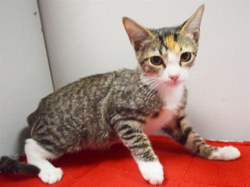 *AMOR - Domestic Short Hair available for adoption