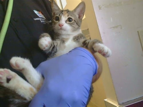 *AMOR - Domestic Short Hair available for adoption
