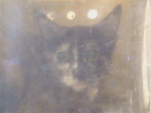 A926439 - Domestic Short Hair available for adoption