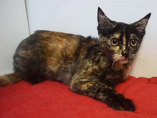 *TASHA - Domestic Short Hair for adoption in Elk Grove