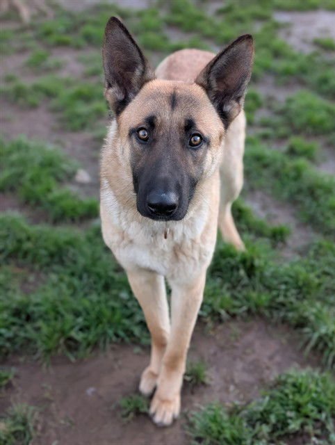 *MARIO - German Shepherd Dog / Belgian Shepherd Malinois for adoption in Roseville