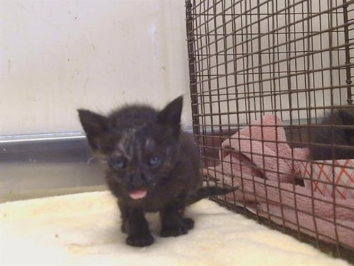 A923503 - Domestic Short Hair available for adoption