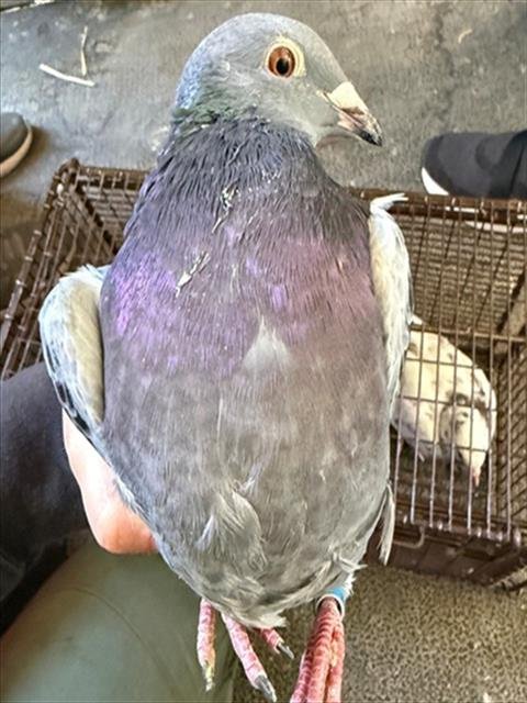 *SHIMMER - Pigeon available for adoption