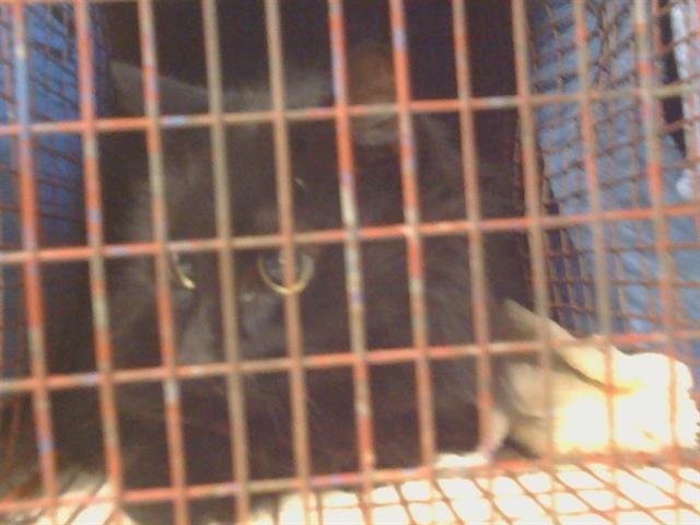 *JADE (GARDEN CAT) - Domestic Short Hair for adoption in Elk Grove