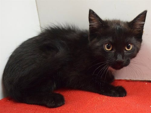 *TALEISHA - Domestic Short Hair available for adoption