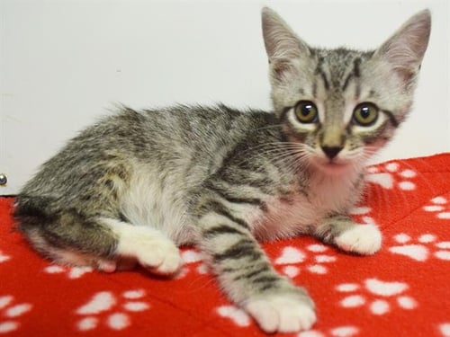*ALICIA - Domestic Short Hair available for adoption