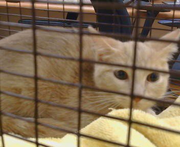 A930525 - Domestic Short Hair available for adoption
