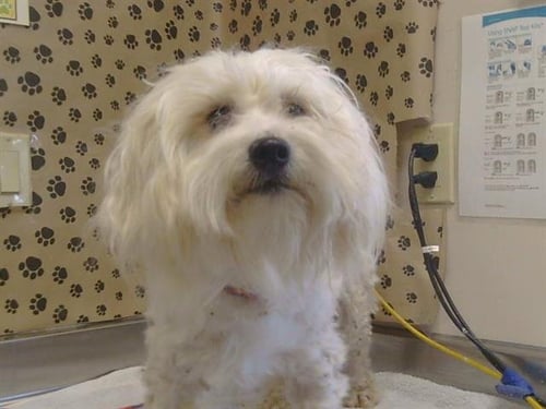 A926063 - Maltese / Poodle (Miniature) available for adoption