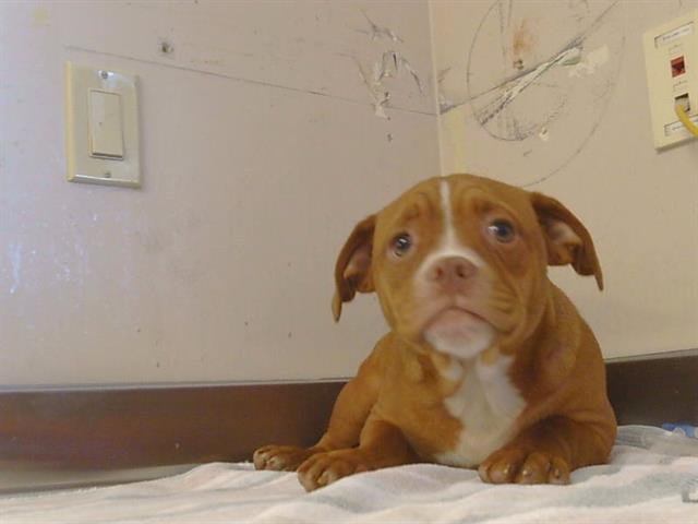 *CHUCKLE - Pit Bull Terrier available for adoption