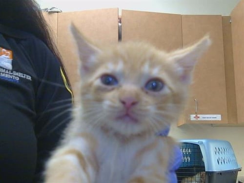 A928783 - Domestic Short Hair available for adoption
