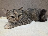 *DAPHNE - Photo 1