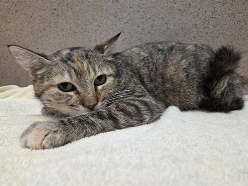 *DAPHNE - Domestic Short Hair available for adoption
