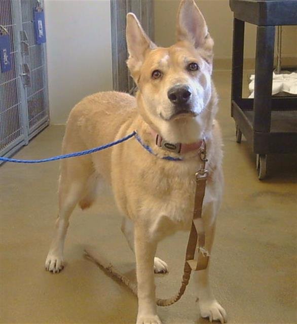 *EDEN - German Shepherd Dog available for adoption