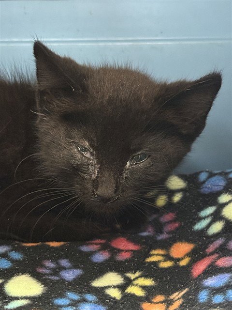 *HAMISH - Domestic Medium Hair available for adoption