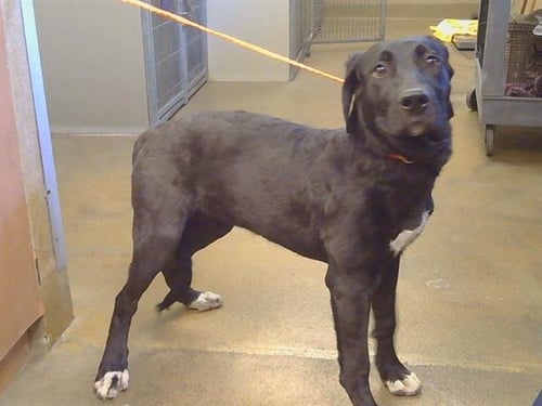 A929534 - Labrador Retriever available for adoption
