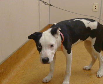 A926231 - Pit Bull Terrier available for adoption