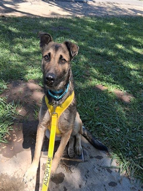 *SHINJI - German Shepherd Dog available for adoption