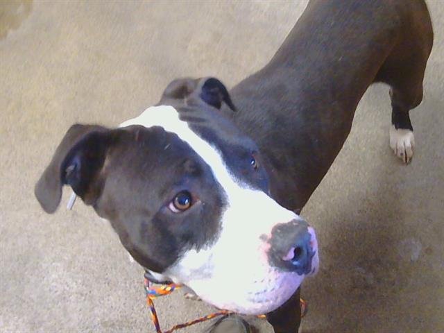 *FELIX - Pit Bull Terrier available for adoption