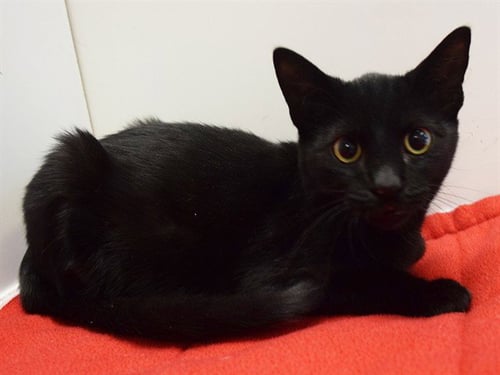 *LANSING - Domestic Short Hair available for adoption