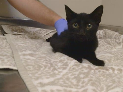 A929442 - Domestic Short Hair available for adoption