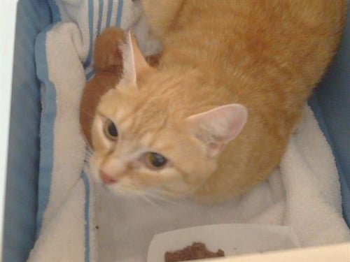 *MATHILDA - Domestic Short Hair for adoption in Roseville