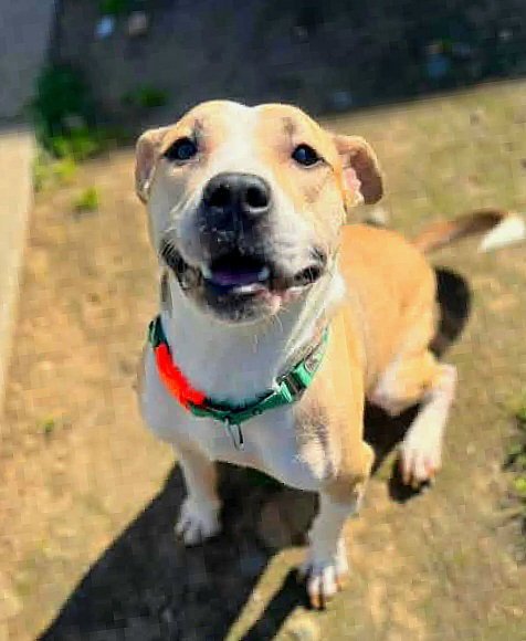 HENRY - Pit Bull Terrier available for adoption