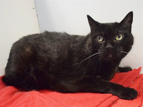 MINNIE - Domestic Medium Hair available for adoption