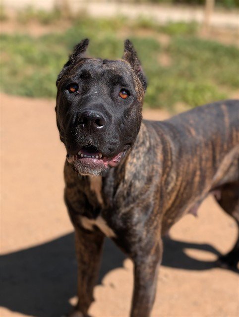 *WILMA - Cane Corso Mastiff available for adoption