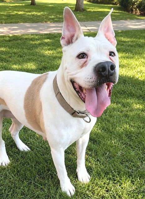 MAMAS - Pit Bull Terrier available for adoption