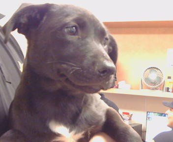*APRIL - Pit Bull Terrier available for adoption