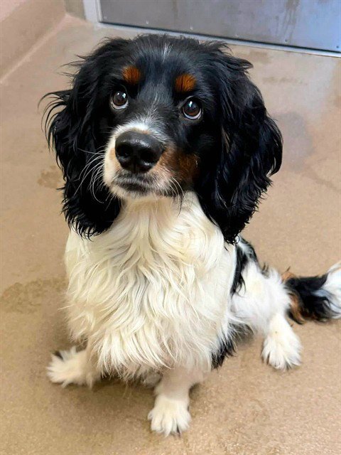 *BARNEY - Cocker Spaniel available for adoption