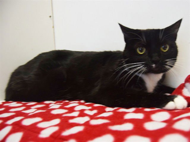 SOCKIE - Domestic Short Hair available for adoption