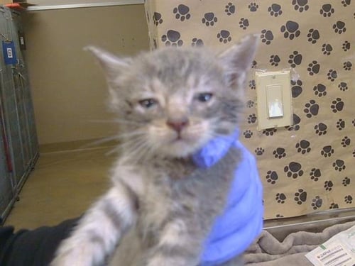 A926984 - Domestic Short Hair available for adoption