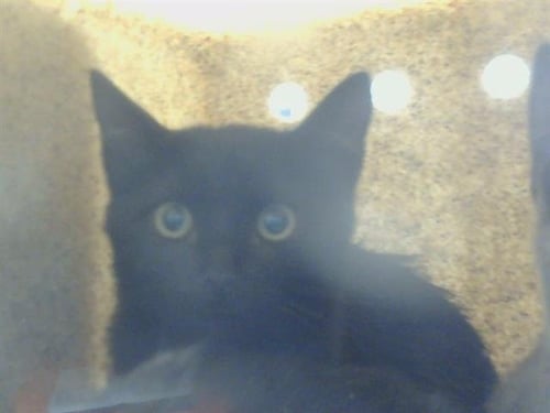 A926541 - Domestic Short Hair available for adoption
