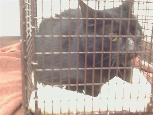 A925307 - Domestic Short Hair available for adoption