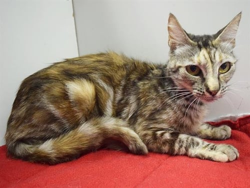 *BARBIE - Domestic Short Hair available for adoption