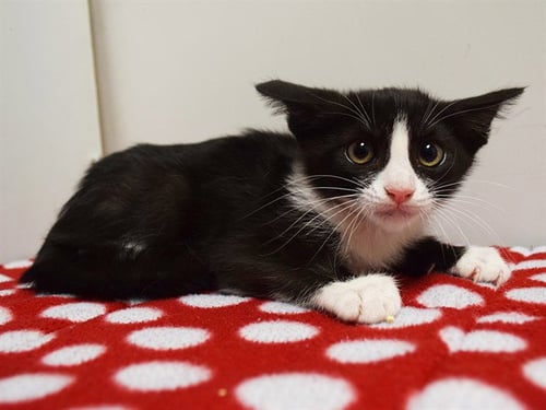 *COOKIE - Domestic Short Hair available for adoption