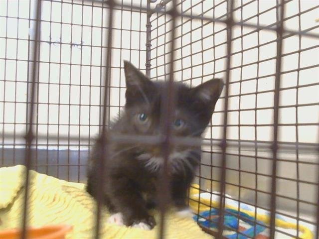 PEPPER Image