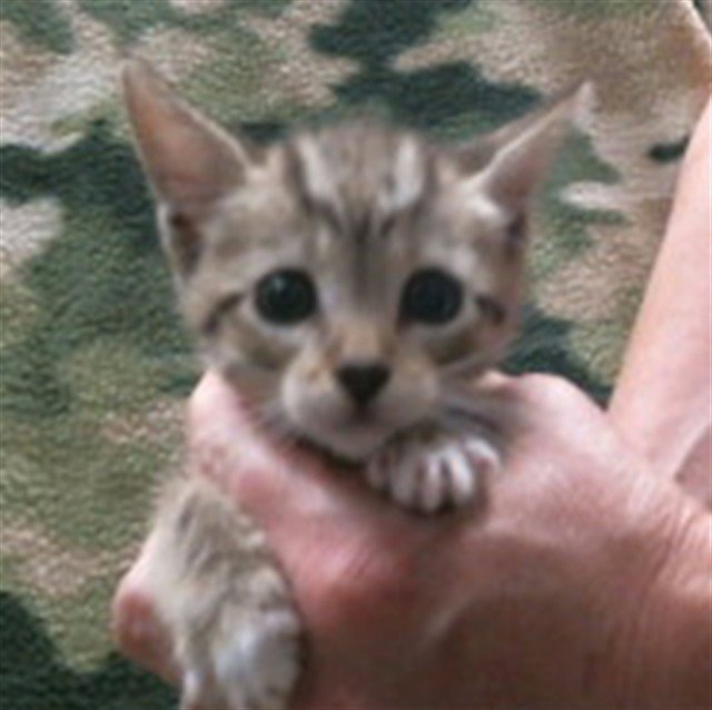 *SCOUT Image