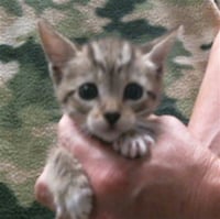 *SCOUT - Photo 1