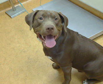 *SAM - Labrador Retriever / Pit Bull Terrier available for adoption