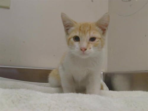 A924246 - Domestic Short Hair available for adoption