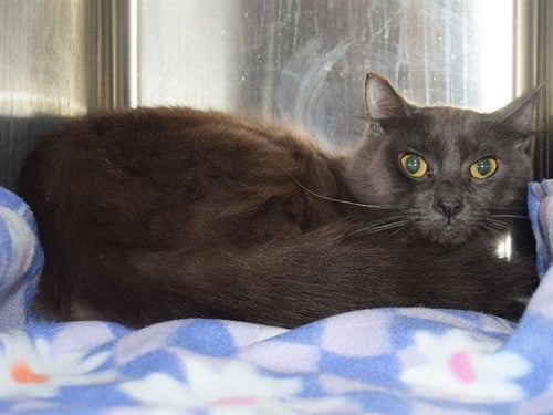 *STERLING (BARN CAT) - Domestic Short Hair available for adoption