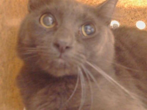 A926286 - Domestic Short Hair available for adoption