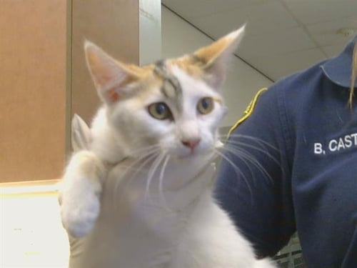 A925004 - Domestic Short Hair available for adoption